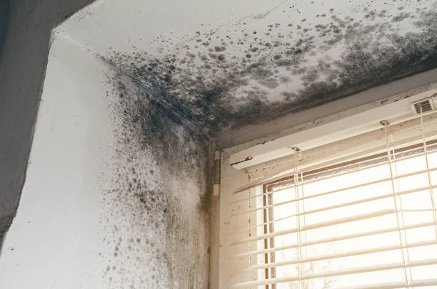 Affordable Black Mold Remediation solutions in Cresson, TX