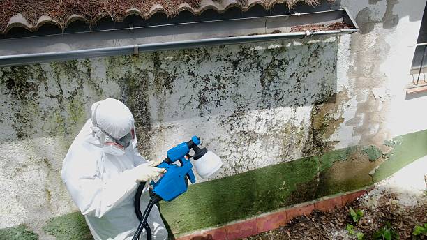 Top rated local Black Mold Remediation specialists in Cresson, TX